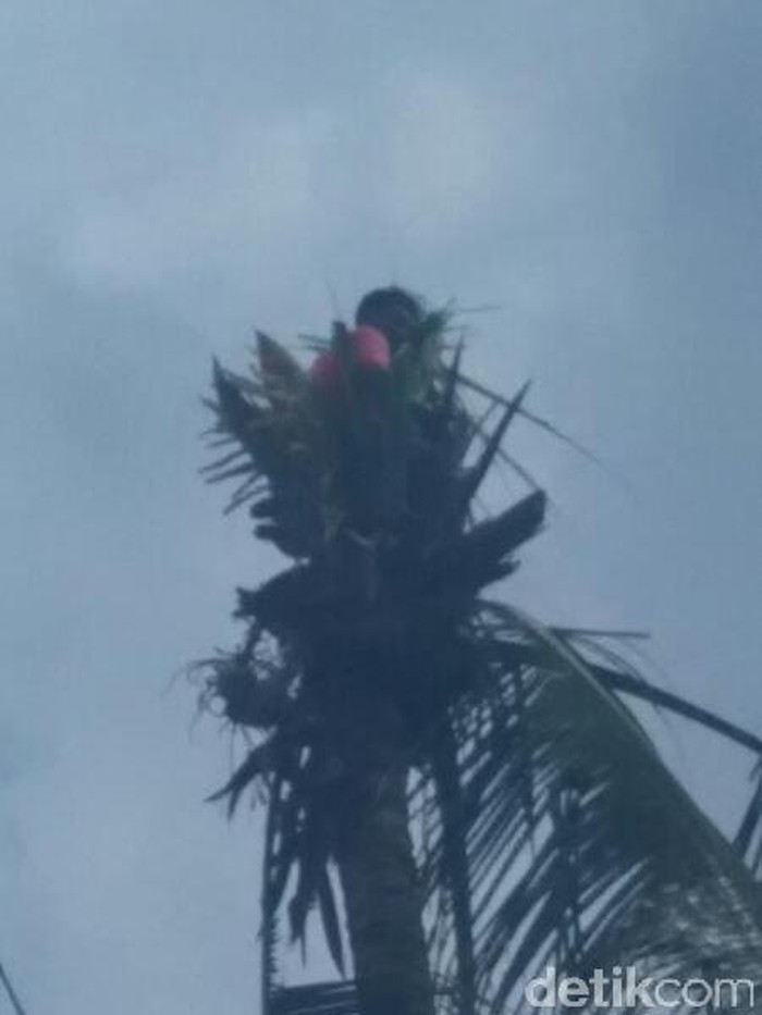 Tak Bisa Turun dari Pohon Kelapa, Aci Dievakuasi Petugas Damkar