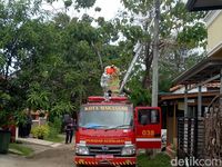 Tak Bisa Turun dari Pohon Kelapa, Aci Dievakuasi Petugas Damkar