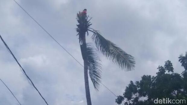 Tak Bisa Turun dari Pohon Kelapa, Aci Dievakuasi Petugas Damkar