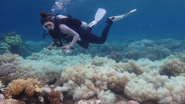 Dua-pertiga Terumbu Karang Great Barrier Reef Rusak Akibat Pemutihan