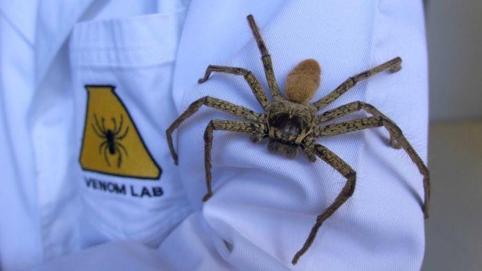 Mengapa Perempuan Lebih Takut pada Laba-laba?