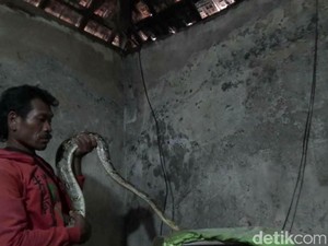 Warga Probolinggo Temukan Ular Piton yang Bersarang di Atap Rumah
