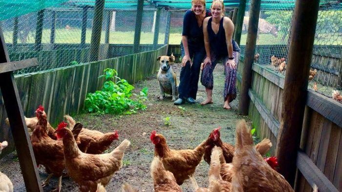 Berkat Status Medsos, Ratusan Ayam di Australia Tak Jadi Dibunuh