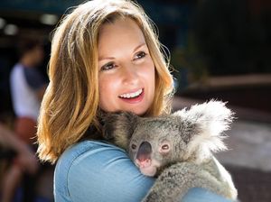 Liburan ke Brisbane & Gold Coast, Jumpa Koala Sampai Lumba-lumba