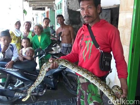 Penemuan ular phyton di atap rumah warga
