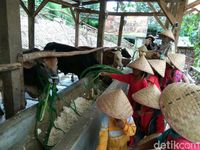 Anak-anak yang memberi makan sapi (Muhammad Iqbal/detikTravel)