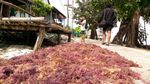 Potret Desa Penghasil Rumput Laut di Wakatobi