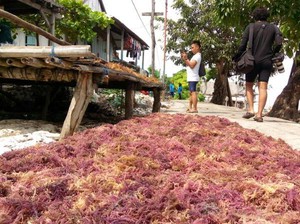 Sudah Nggak Dituding KW, Rumput Laut RI Bisa Masuk AS