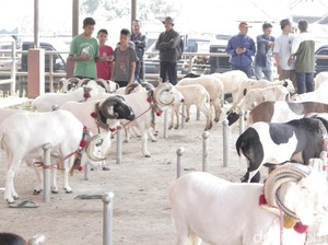 Domba dan Sapi di Bandung Kini Dipamerkan di Showroom Ternak