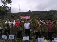 Mentan Panen Bawang Putih di Temanggung