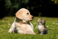 Taiwan Segera Berlakukan Undang-undang Larangan Makan Daging Anjing dan Kucing