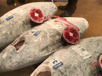 Ketika Susi Kunjungi Pelelangan Ikan Jepang