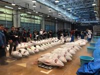 Ketika Susi Kunjungi Pelelangan Ikan Jepang