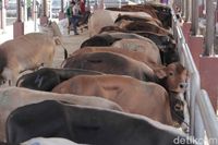 Domba dan Sapi di Bandung Kini 'Dipamerkan' di Showroom Ternak