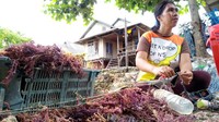 Desa Derawa di Pulau Kaledupa, Wakatobi merupakan desa penghasil rumput laut. Hampir sebagian besar penduduknya menggantungkan kehidupan dari jenis budidaya ini. Mereka tengah sibuk memisahkan hasil panen dari tali tambang sebelum nantinya dijemur (Mukhlis/detikTravel)