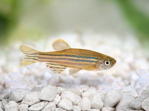 Benarkah Ikan Tidur dengan Mata Terbuka?