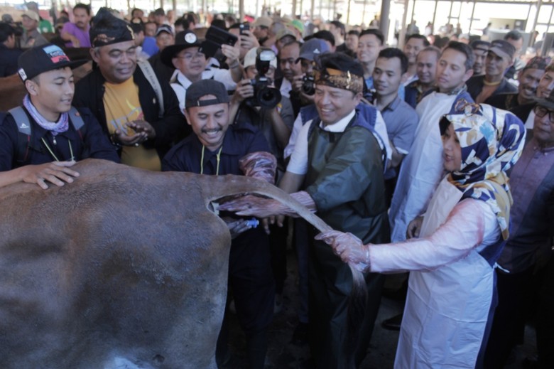574 Sapi Inseminasi Buatan Kabupaten Bandung Pecahkan Rekor 574 Sapi Inseminasi Buatan Kabupaten Bandung Pecahkan Rekor