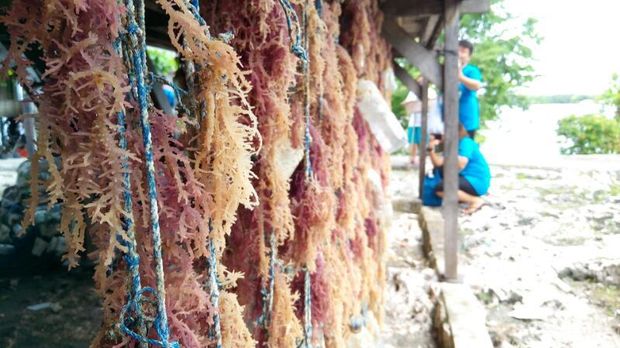 Rumput laut di bentangan tali (Mukhlis/detikTravel)
