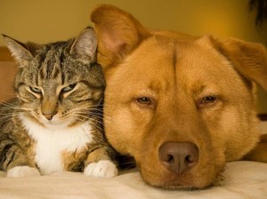 Taiwan Segera Berlakukan Undang-undang Larangan Makan Daging Anjing dan Kucing