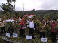 Mentan: Harga Bawang Putih Tidak Boleh Jatuh Lagi