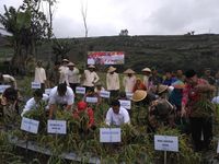 Mentan: Harga Bawang Putih Tidak Boleh Jatuh Lagi