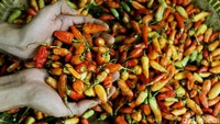 Jelang ramadan, harga cabai rawit merah di ibukota tepatnya di Pasar Rawamangun dibanderol dengan harga Rp 70.000/kg.