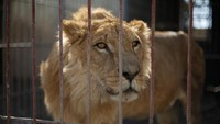Seekor singa bernama Simba, menjadi salah satu dari dua hewan yang tersisa dikebun binatang Mosul. REUTERS/Muhammad Hamed.
