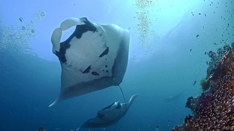 pari manta A view from below as two giant oceanic manta rays (Manta birostris) soar overhead. Blue Magjic cleaning station, Raja Ampat, Indonesia