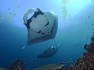 Hiu dan Manta Muncul di Laut Dangkal Raja Ampat Saat Wisata Tutup