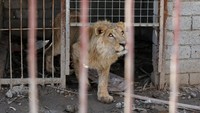 Di dalam kandang yang amat kotor, Simba nampak sangat kurus. REUTERS/Muhammad Hamed.