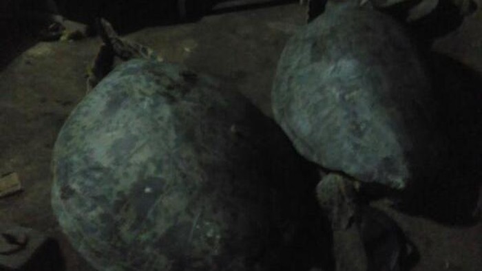 Polisi Bongkar Tempat Pejagalan Penyu Hijau di Gianyar