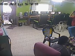 Heboh Ular Terbang Serang Pria dan Bikin Gaduh Warnet