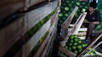 Pasar Induk Kramat jati Jakarta Timur terus bejalan secara dinamis. Lebih dari 2.400 pedagang sayur dan buah menggelar dagangannya nyaris 24 jam setiap hari.