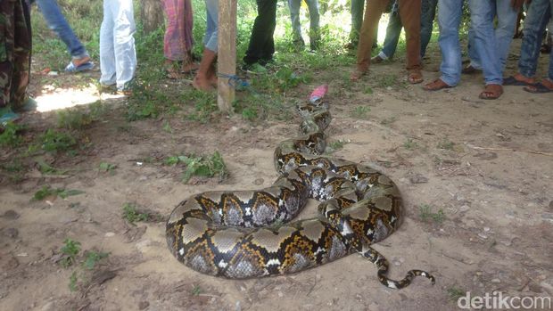 Warga Aceh Dikejutkan Ular Piton 6 Meter yang Muncul di Kebun