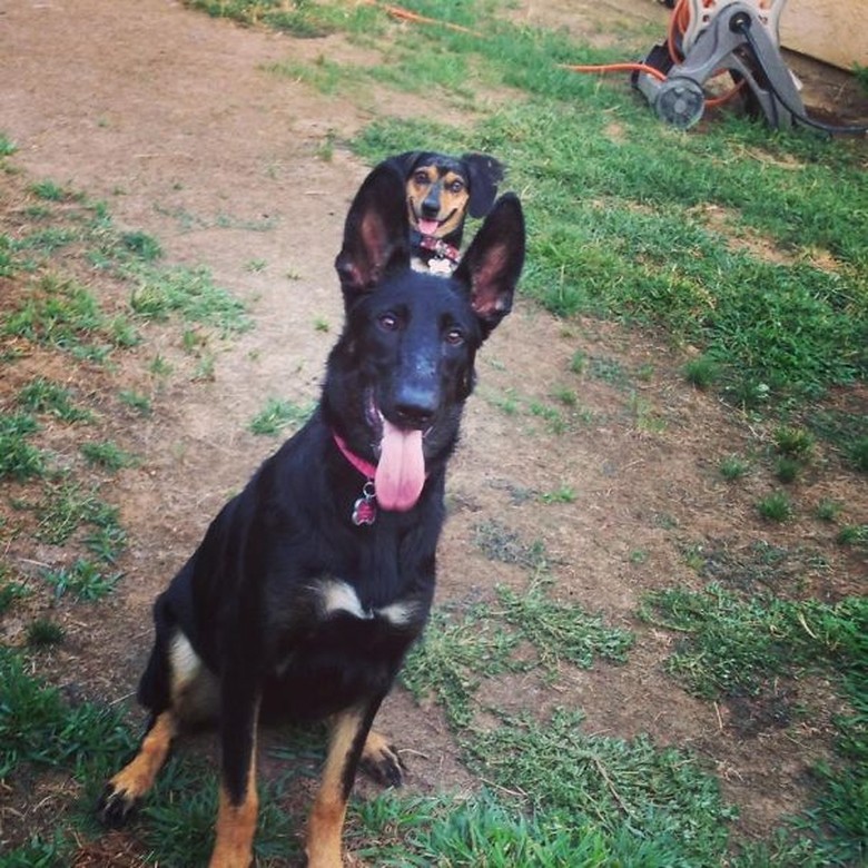 Kocak Deretan Photobomb Anjing Ikutan Selfie Foto 4