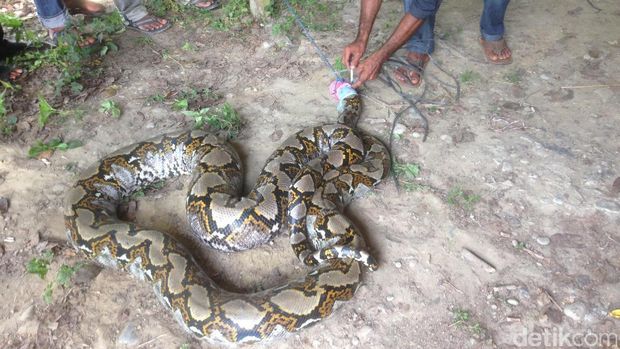 Warga Aceh Dikejutkan Ular Piton 6 Meter yang Muncul di Kebun