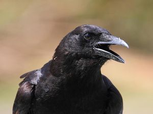 Mengenal Burung Gagak: Taksonomi, Habitat, Mitos hingga Fakta Uniknya