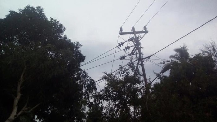 Kata PLN soal 2 Orang Tewas Tersetrum saat Cuaca Ekstrem di Pekanbaru