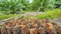 Parlemen Uni Eropa mengeluarkan resolusi sawit dan pelarangan biodiesel berbasis sawit, dengan sorotan utama Asia Tenggara, terutama Indonesia. Ia menyebut komoditas kelapa sawit jadi penyebab deforestasi hutan.  (Foto: dok. GAPKI)