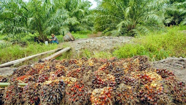 Sawitnya Ditolak, RI Ancam Boikot Produk Eropa