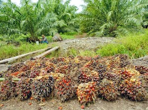 Cara RI Tangkis Kampanye Hitam Sawit di Eropa