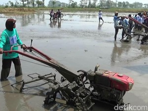 Petani di Probolinggo Lomba Balap Sapi Jepang di Sawah