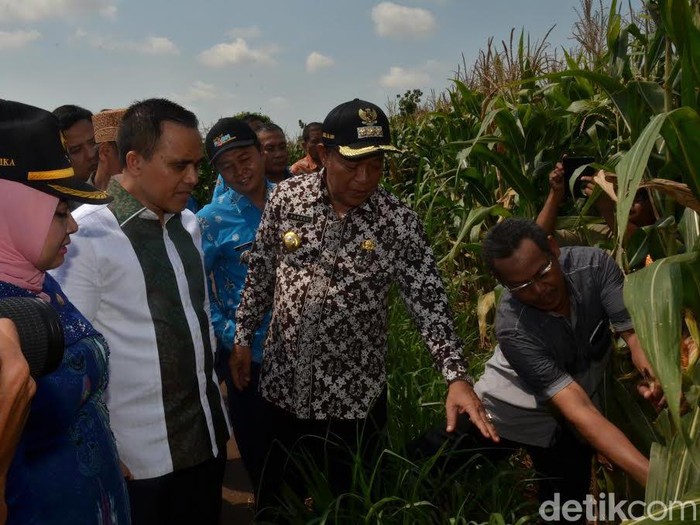 Bupati Banyuwangi Belajar Jagung di Lamongan