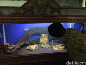 Saat Ahok Kepincut Arwana yang Dipelihara di Dekat Kantor Jokowi
