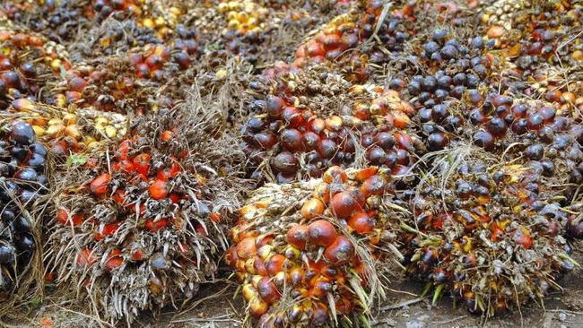 Gantinya Sawit Ada Minyak  Goreng  dari  Larva Kumbang