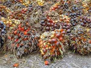 Banyak Kampanye Hitam, Sertifikasi Sawit RI Bakal Diatur Keppres