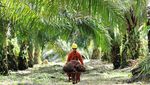 Eropa Jegal Minyak Sawit RI