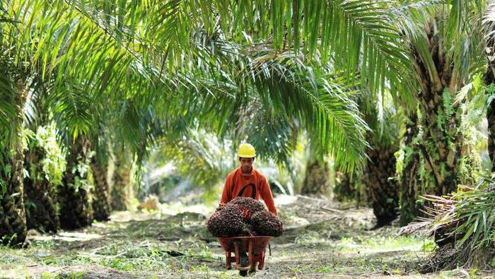 25 Perusahaan Ini Kuasai Lahan Kelapa Sawit di RI