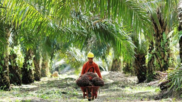 Perusahaan Sawit BUMN