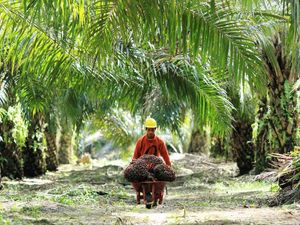 Dorong Pemerataan Ekonomi, Holding BUMN Kebun Tanam Sawit di Enrekang